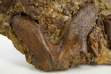 Fossil Dinosaur Bones and Tendon in Sandstone - Wyoming #330985-1